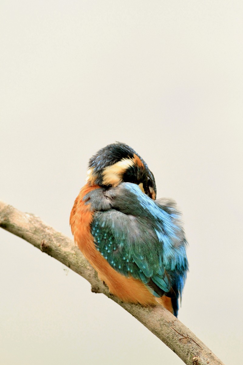 Martin pescatore, pose particolari