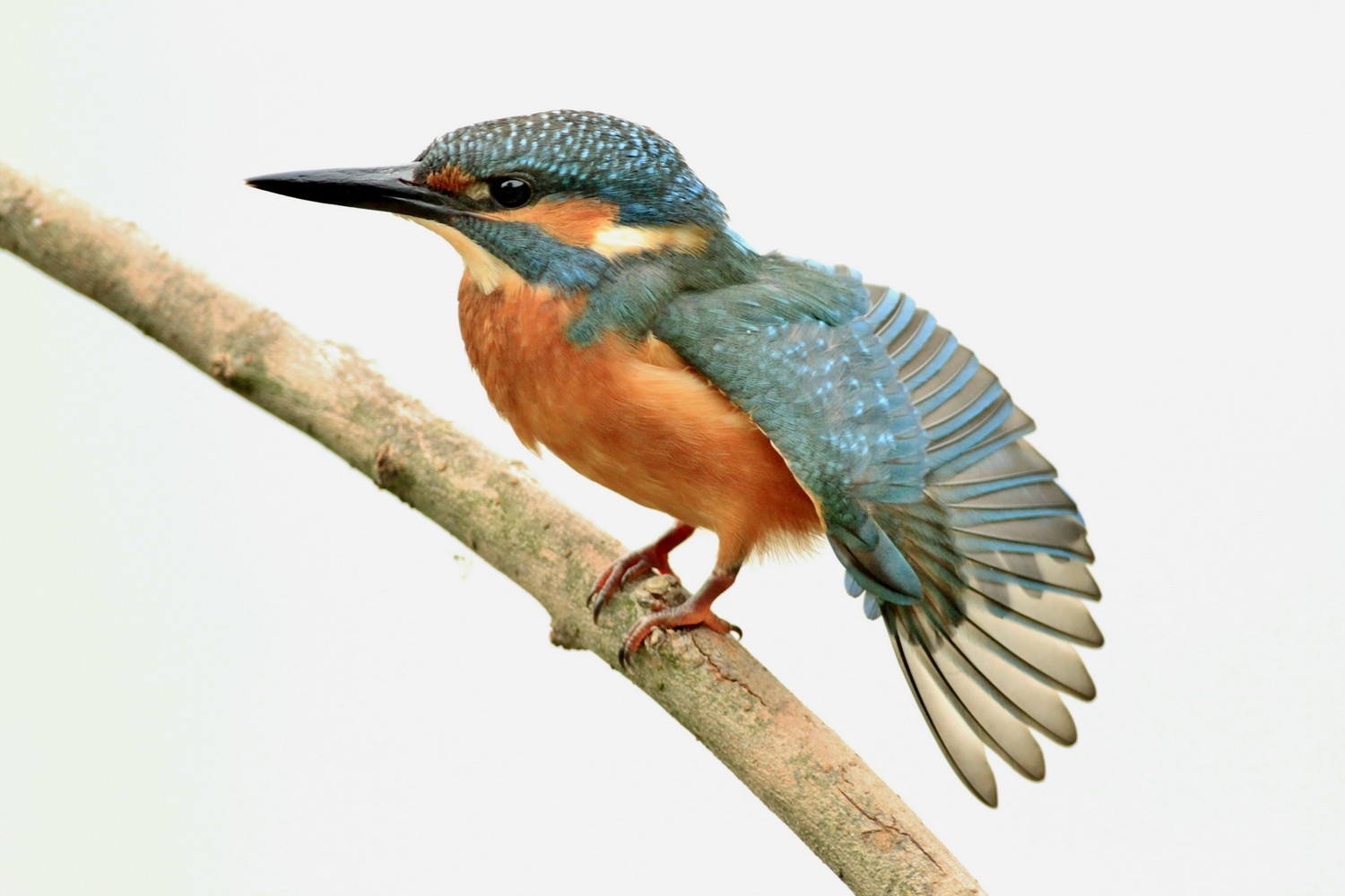 Martin pescatore, pose particolari