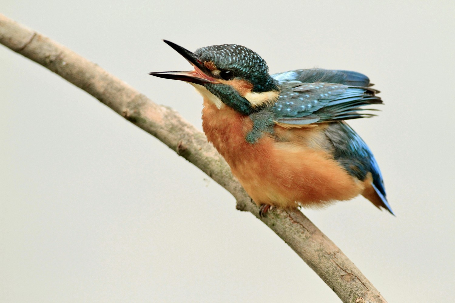 Martin pescatore, pose particolari
