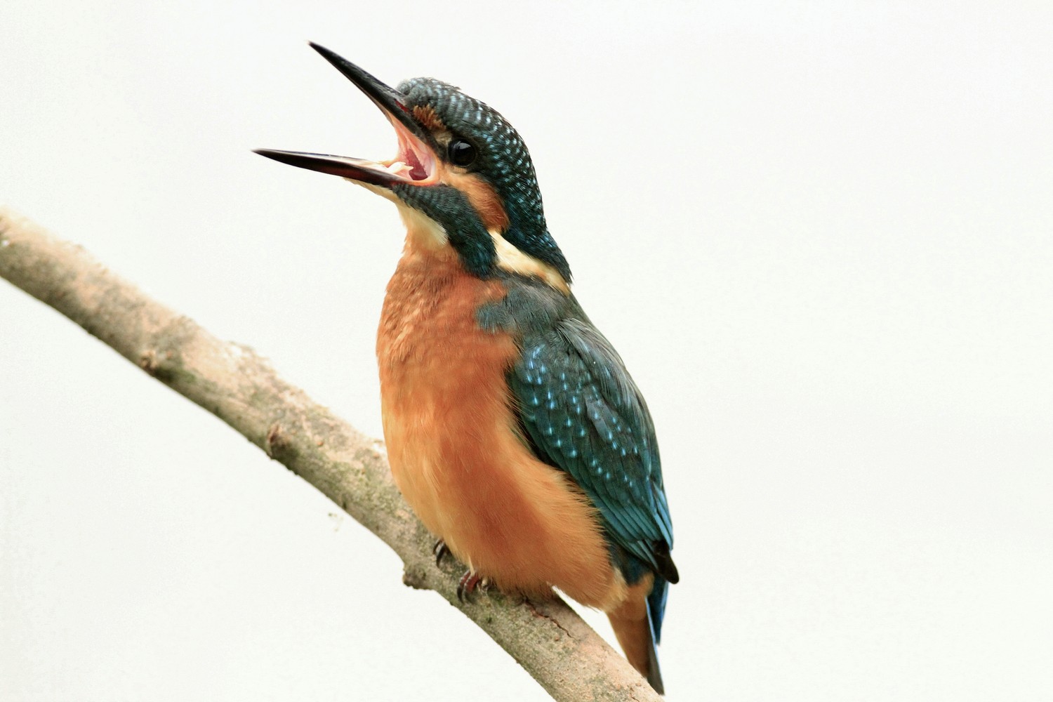 Martin pescatore, pose particolari