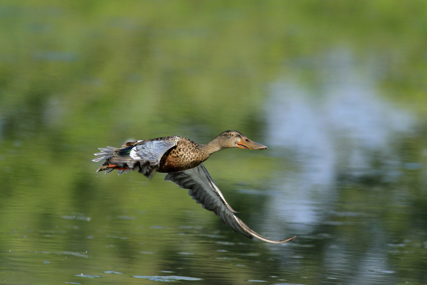 Ad ali spiegate, il sogno di Icaro.