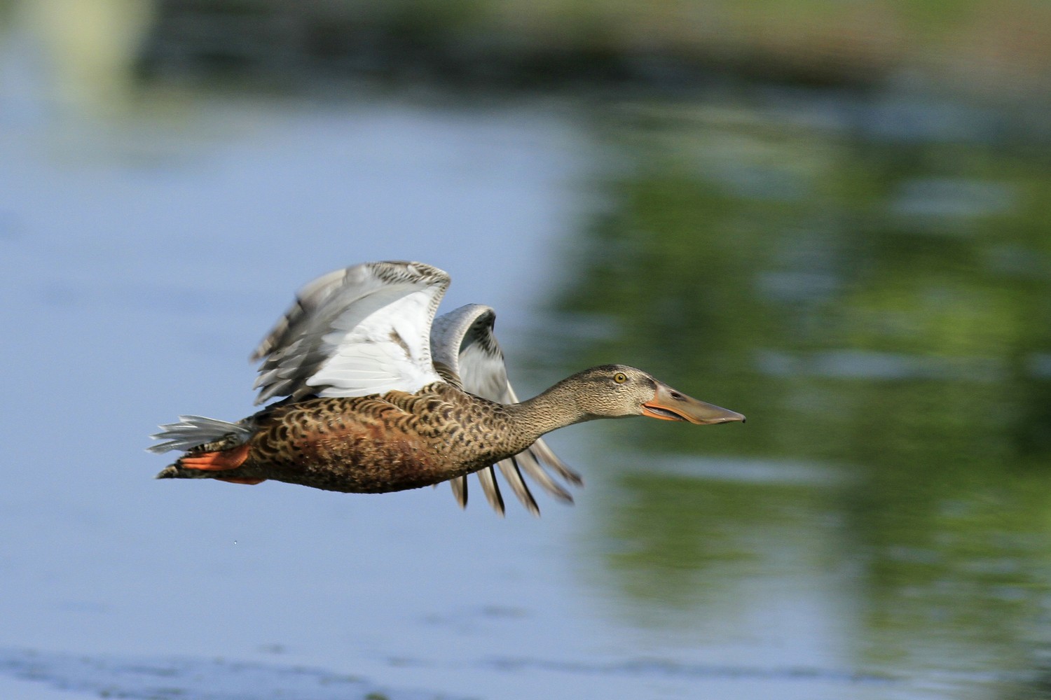 Ad ali spiegate, il sogno di Icaro.