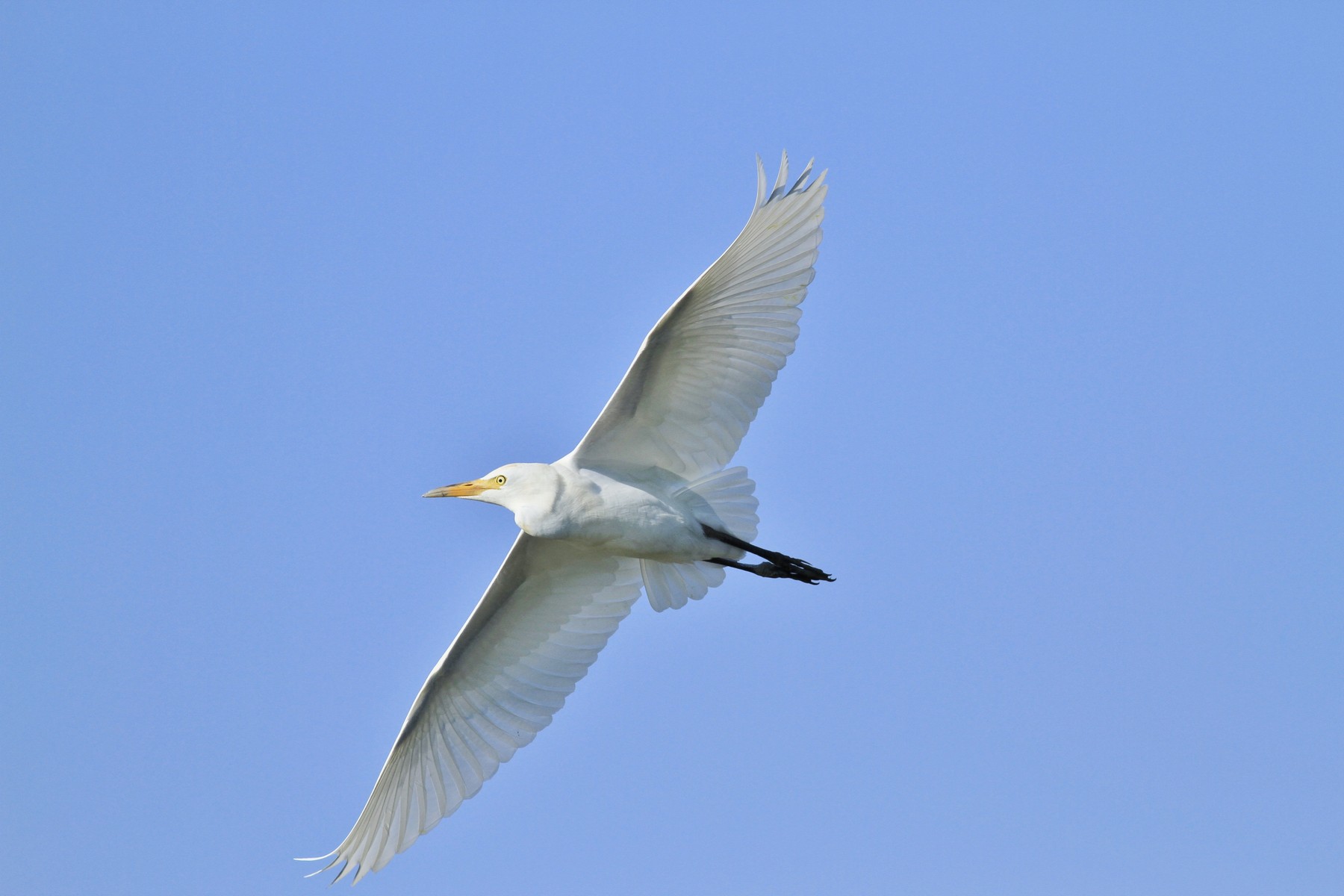 Ad ali spiegate, il sogno di Icaro.