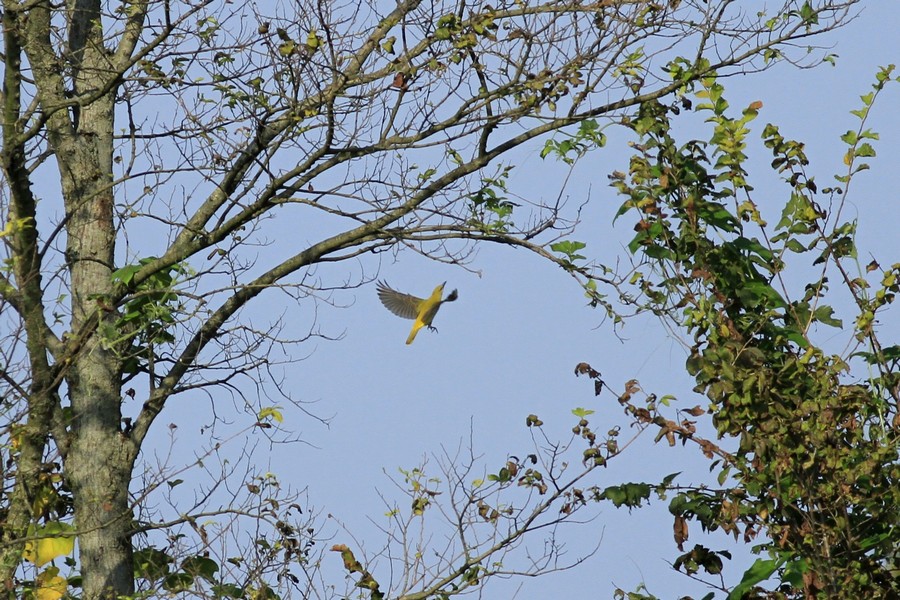 Ad ali spiegate, il sogno di Icaro.