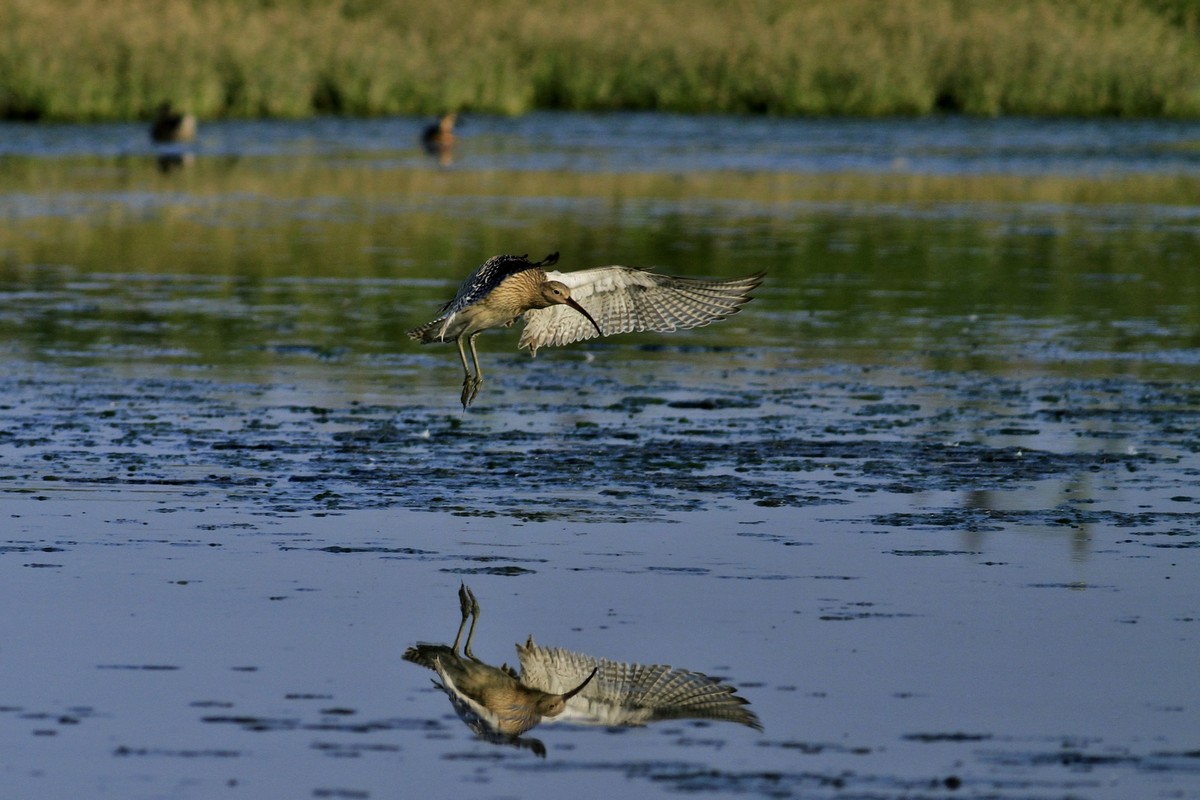 Ad ali spiegate, il sogno di Icaro.