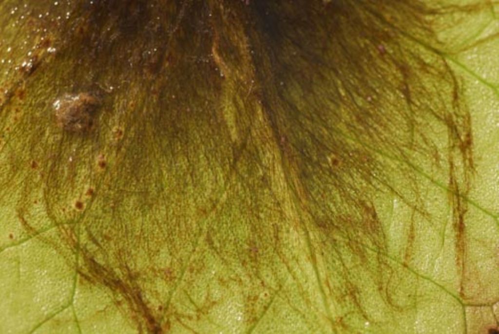 Un altro cianobatterio