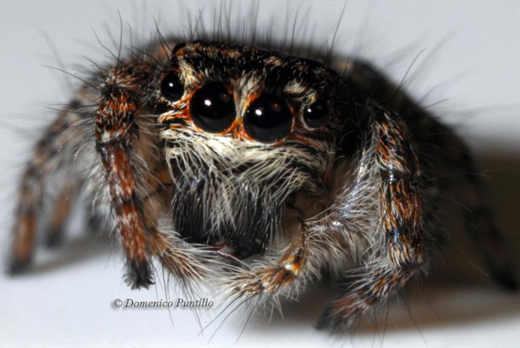 Philaeus chrysops - Montalto Uffugo (CS)