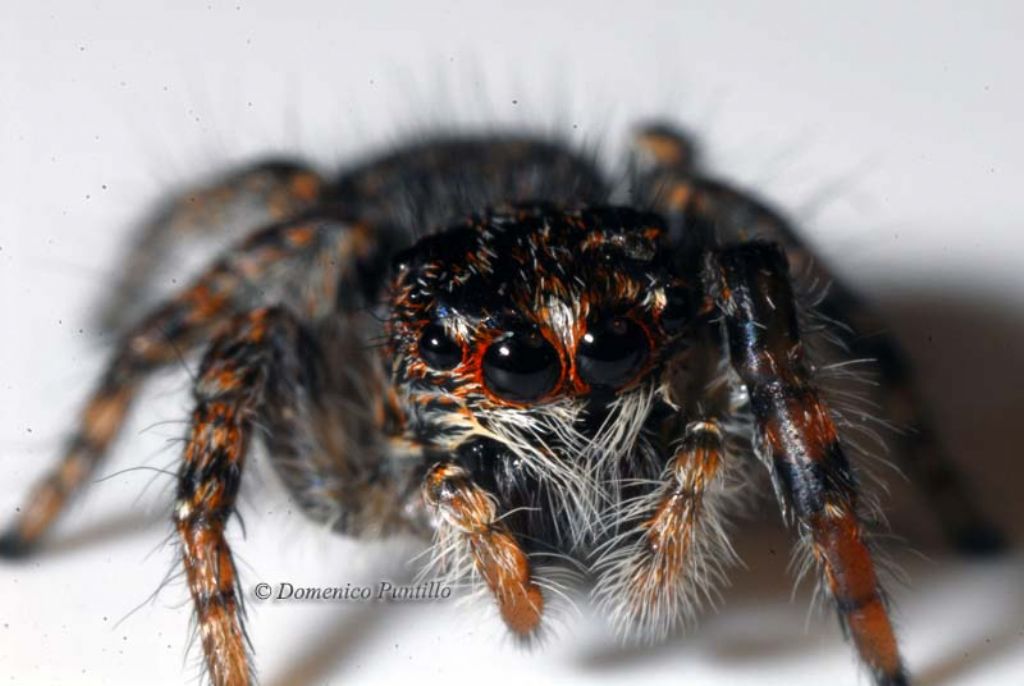 Philaeus chrysops - Montalto Uffugo (CS)