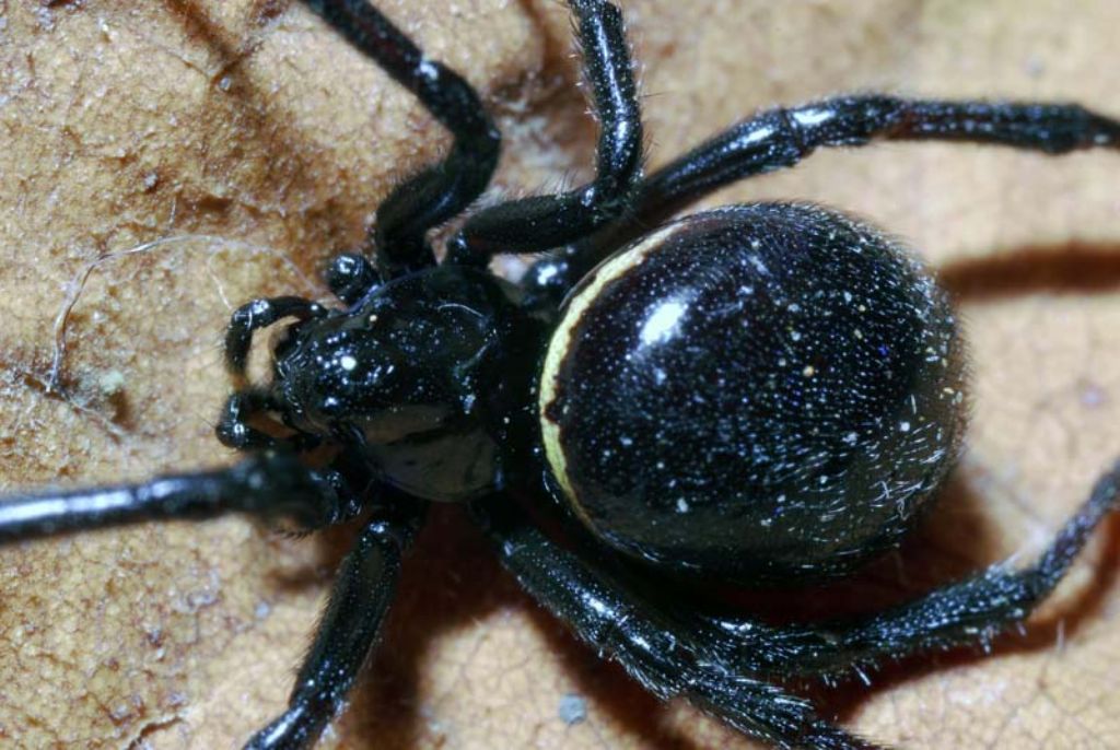 Steatoda paykulliana - Montalto Uffugo (CS)