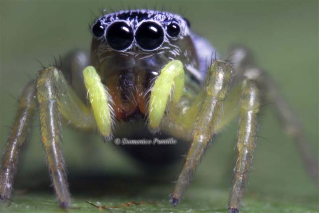 Heliophanus sp. - Montalto Uffugo (CS)