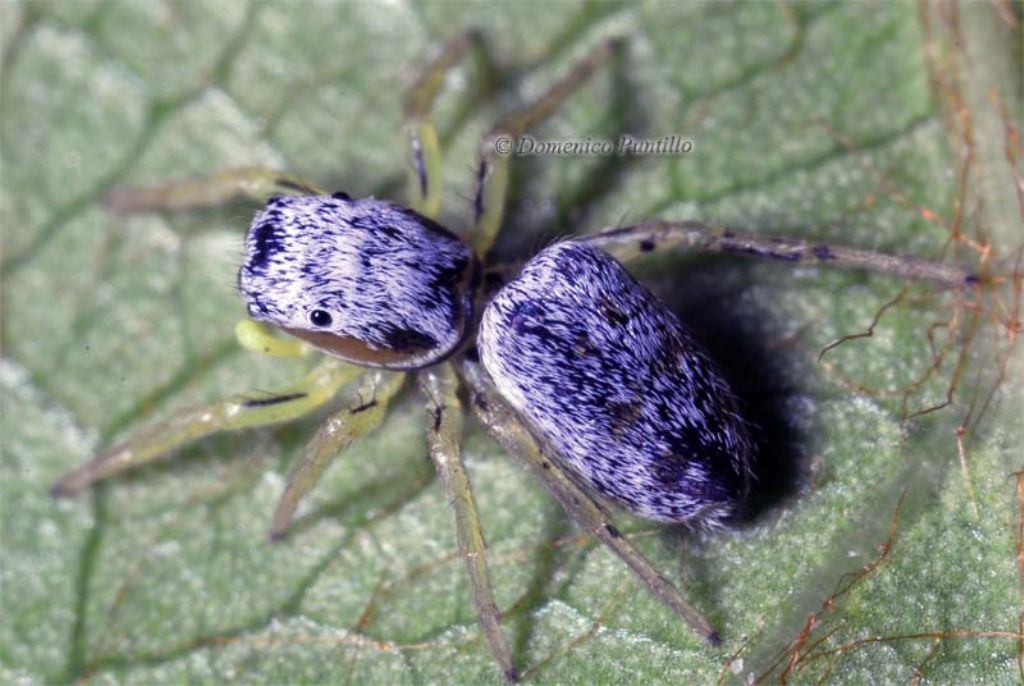 Heliophanus sp. - Montalto Uffugo (CS)