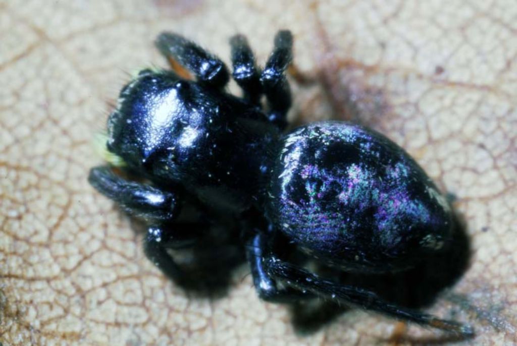 Heliophanus sp. - Monalto Uffugo (CS)