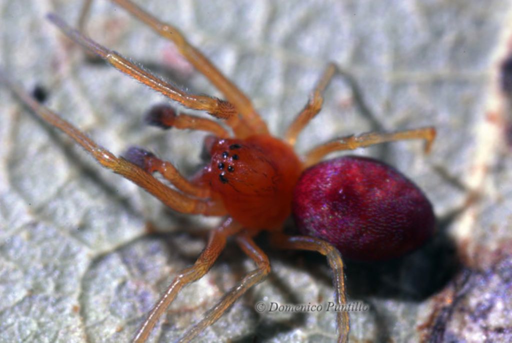 Nigma sp. - Montalto Uffugo (CS)