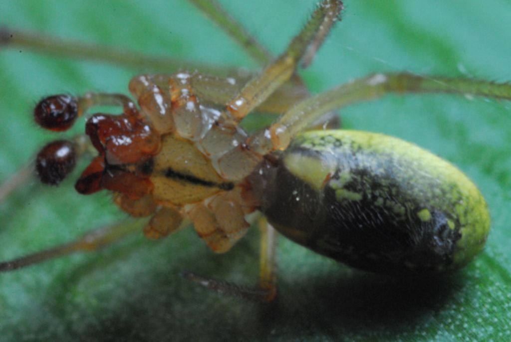 Enoplognatha sp. - Montalto Uffugo (CS)