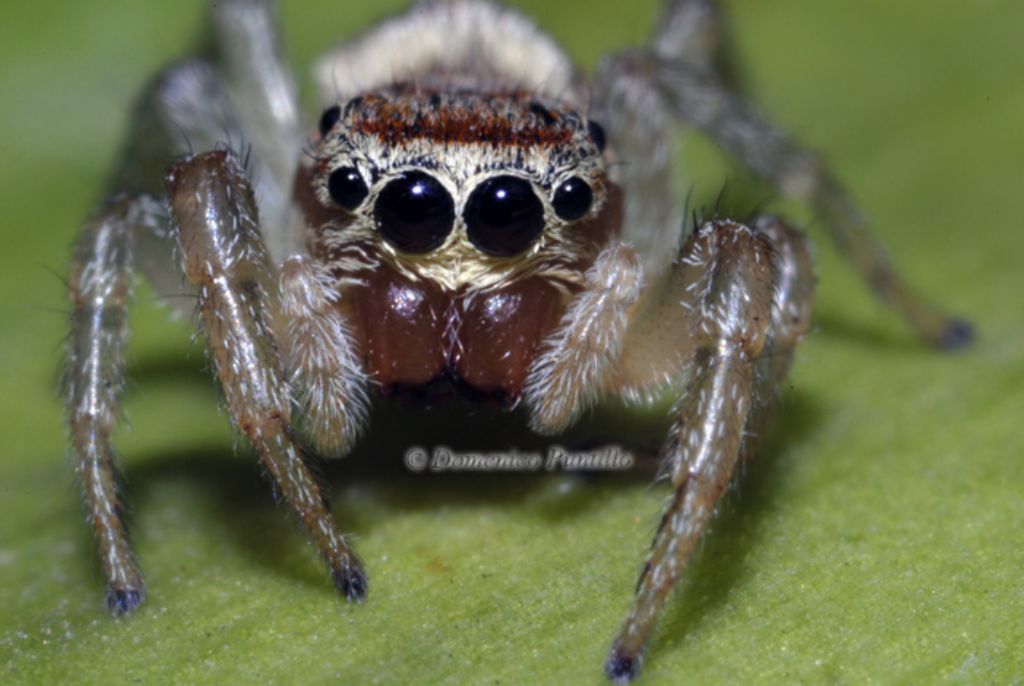 Icius cf. hamatus  - Montalto Uffugo (CS)