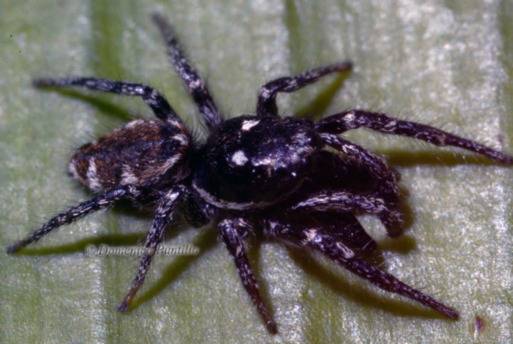 Salticus sp. - Montalto Uffugo (CS)