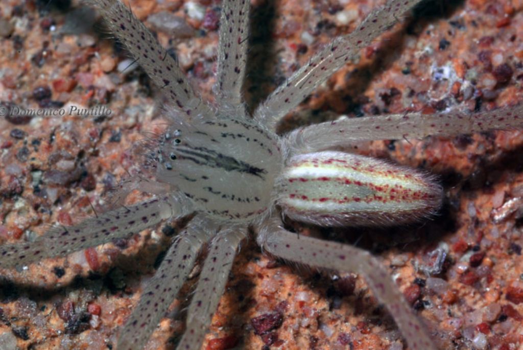 Giovane Micrommata virescens - Montalto Uffugo (CS)