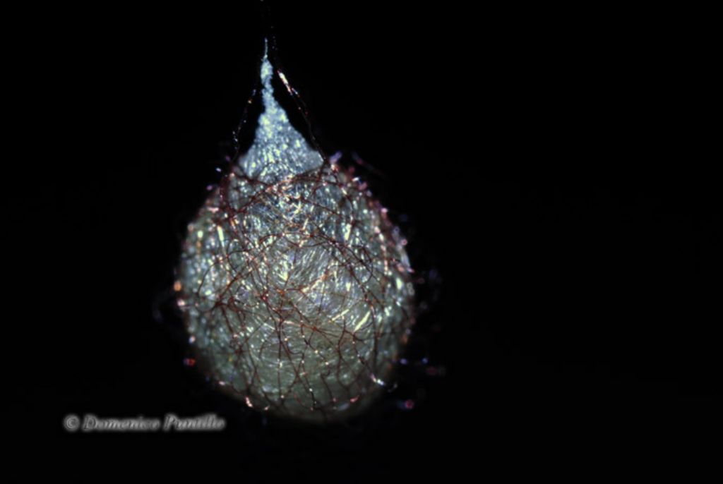 Ovatura di Ero sp. (Mimetidae)