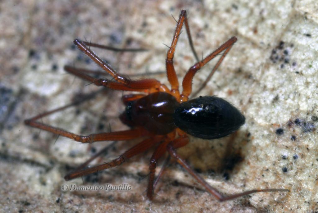 Liniphidae ?