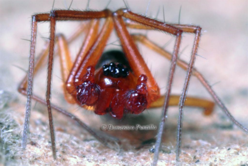 Liniphidae ?