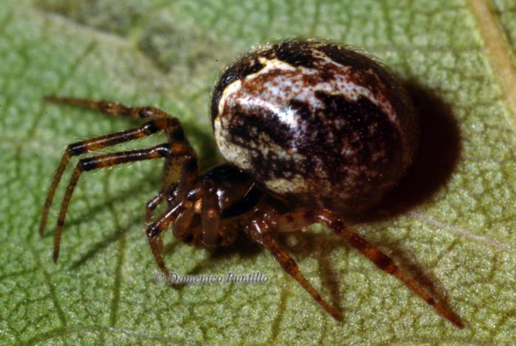 Spermophora senoculata; Kochiura aulica - Montalto Uffugo