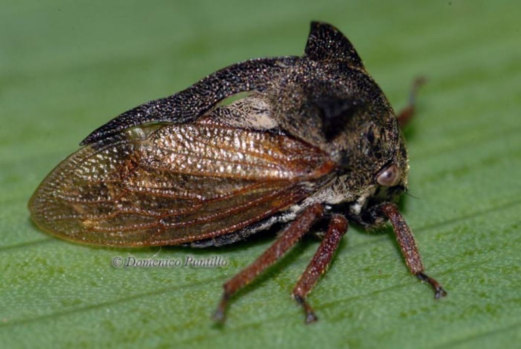 Centrotus cornutus, Calabria