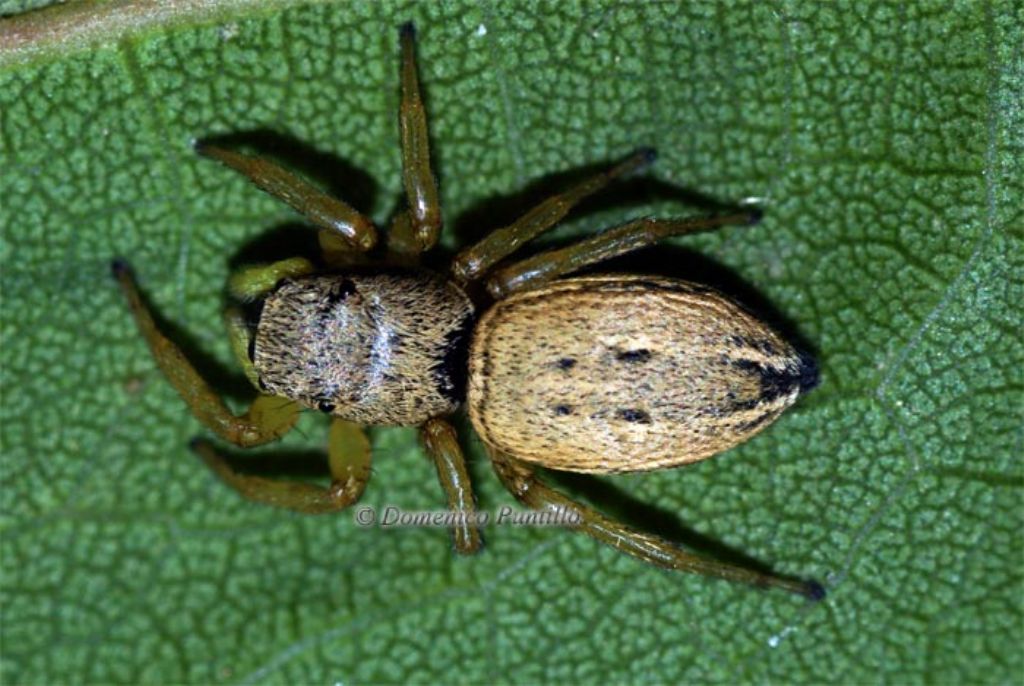 Heliophanus cf. equester - Montalto Uffugo (CS)
