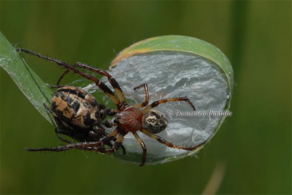Corteggiamento Larinioides cf. cornutus - Crati (CS)