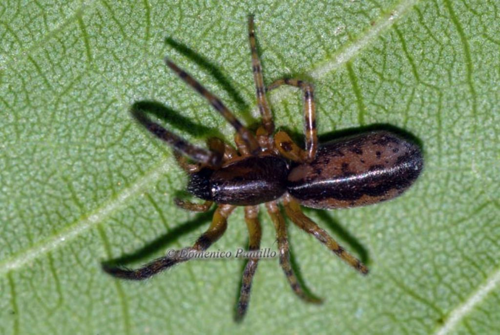 Segestria senoculata - Montalto Uffugo (CS)