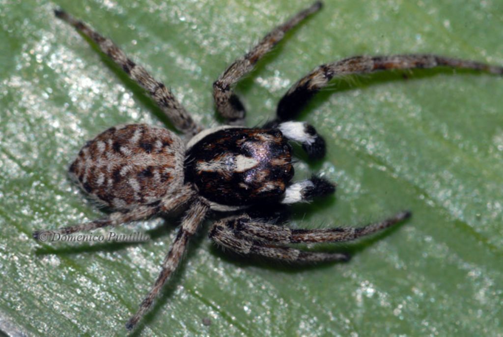 Menemerus semilimbatus - Crati (CS)
