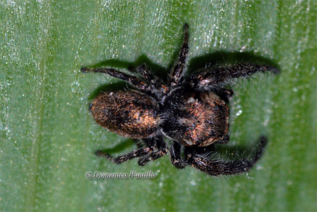 Bianor albobimaculatus - Valle del Crati (CS)