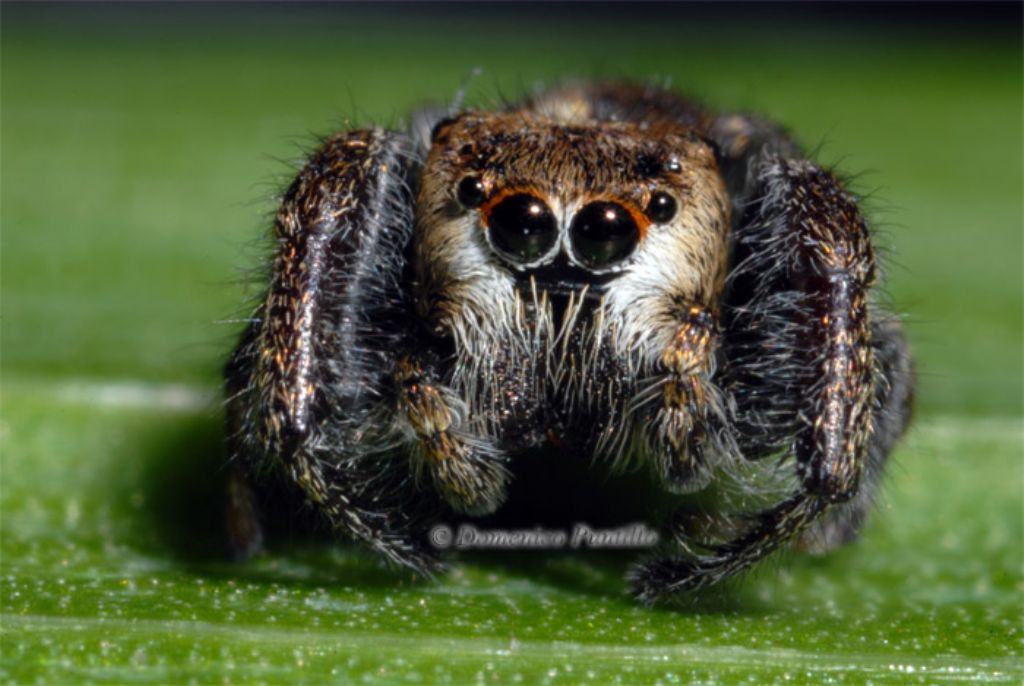 Bianor albobimaculatus - Valle del Crati (CS)