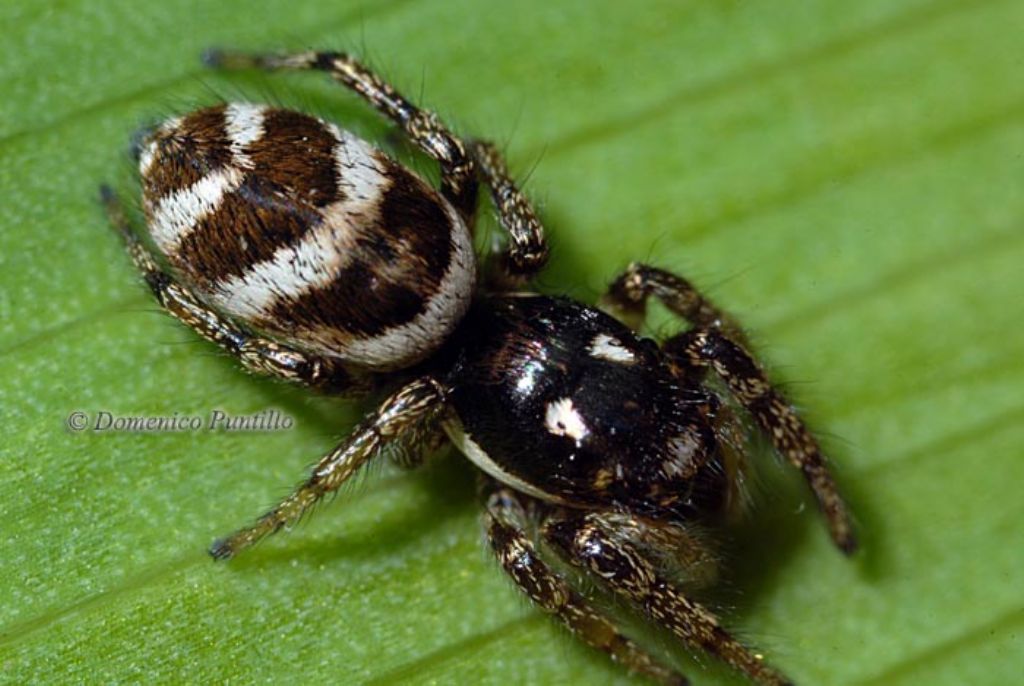 Salticus scenicus - Montalto Uffugo (CS)