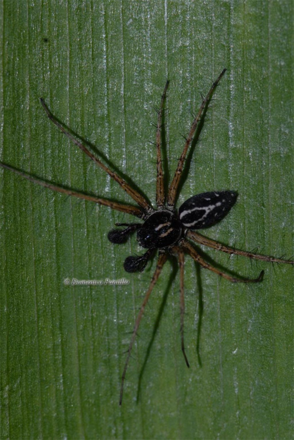 Oxyopes heterophthalmus - Montalto Uffugo (CS)