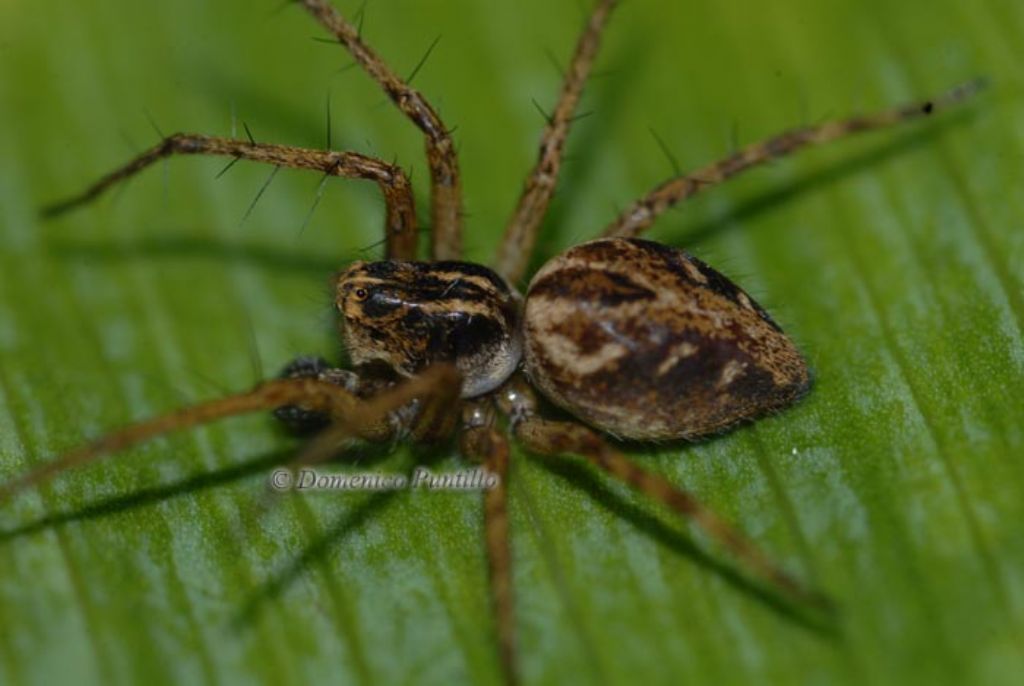 Oxyopes heterophthalmus - Montalto Uffugo (CS)