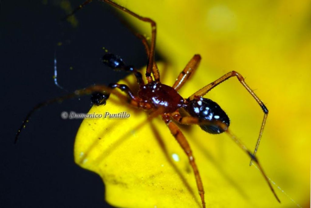 Neottiura herbigrada - Montalto Uffugo (CS)