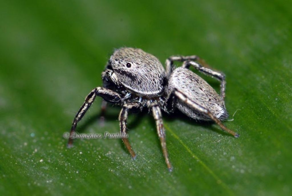 Heliophanus equester - Montalto Uffugo (CS)
