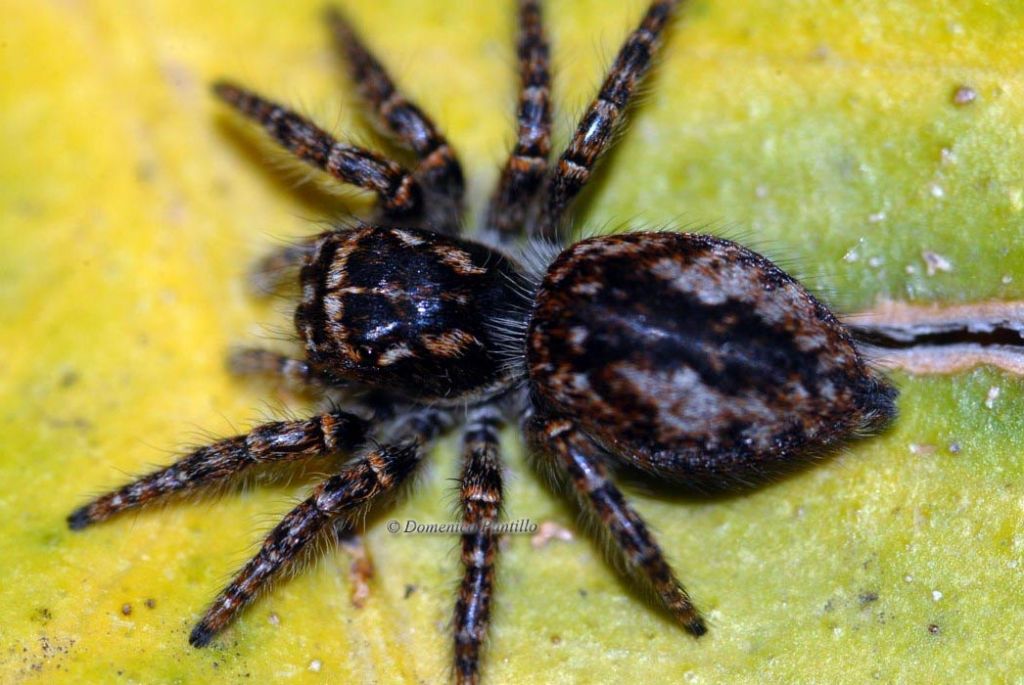 Philaeus chrysops - Montalto Uffugo (CS)