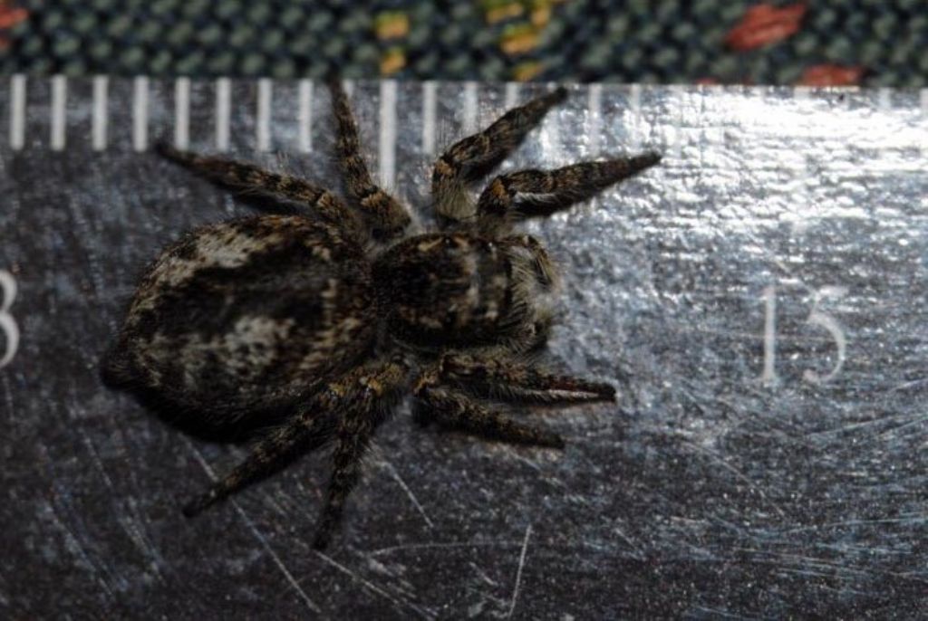 Philaeus chrysops - Montalto Uffugo (CS)