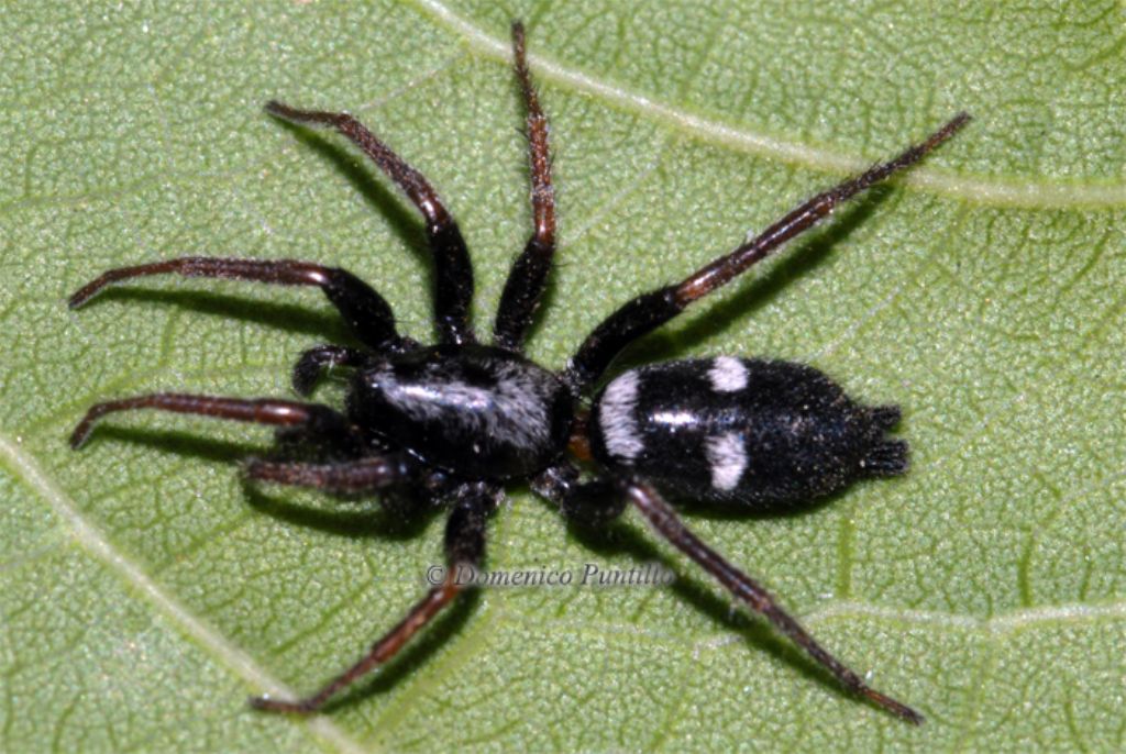 Poecilochroa? No. Aphantaulax sp. . Crati (CS)