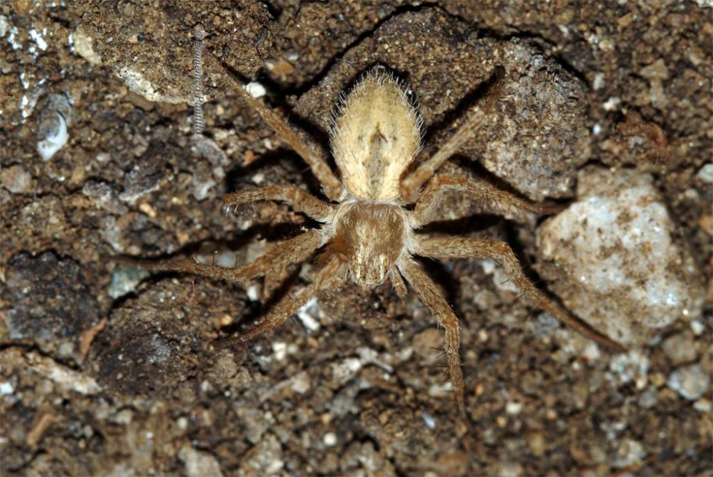 Thanatus sp. - Montalto Uffugo (CS)