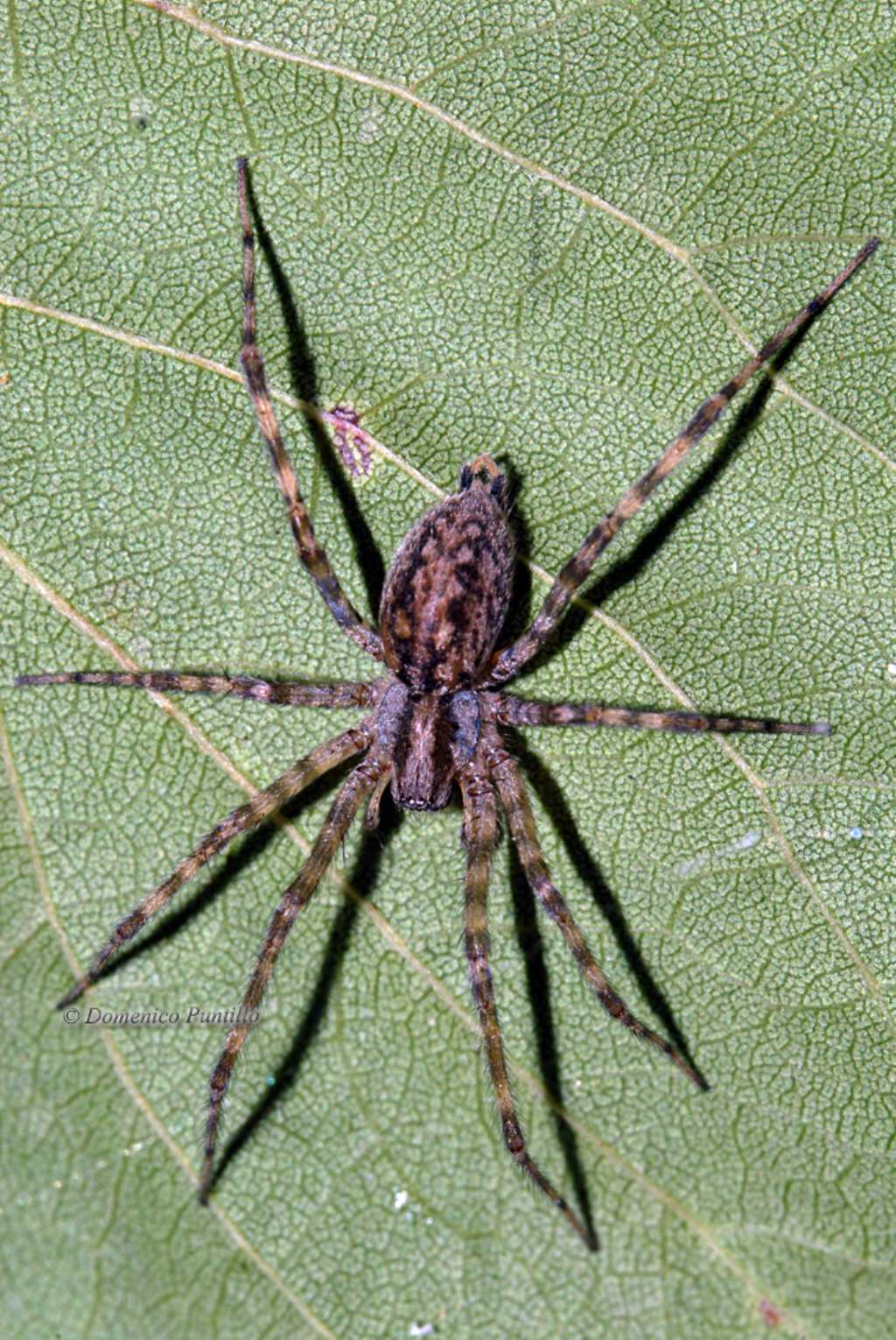 Malthonica sp. - Montalto Uffugo (CS)