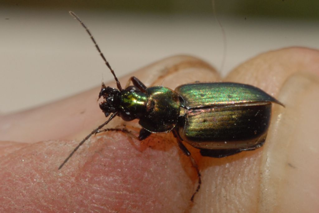 Agonum marginatum - Carabidae