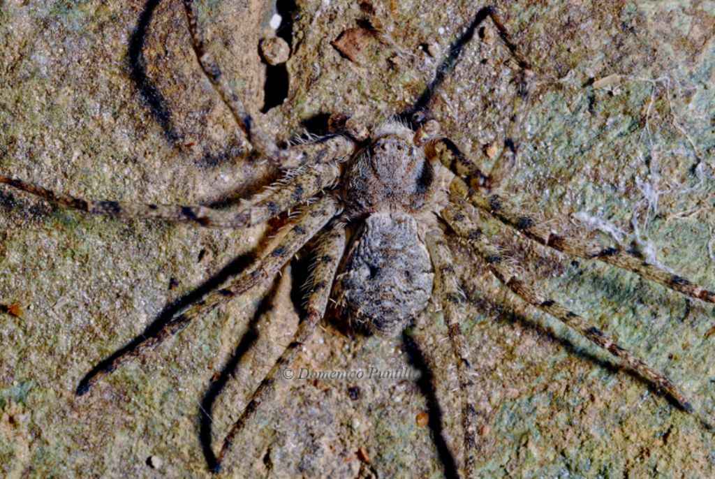 Philodromus margaritatus -