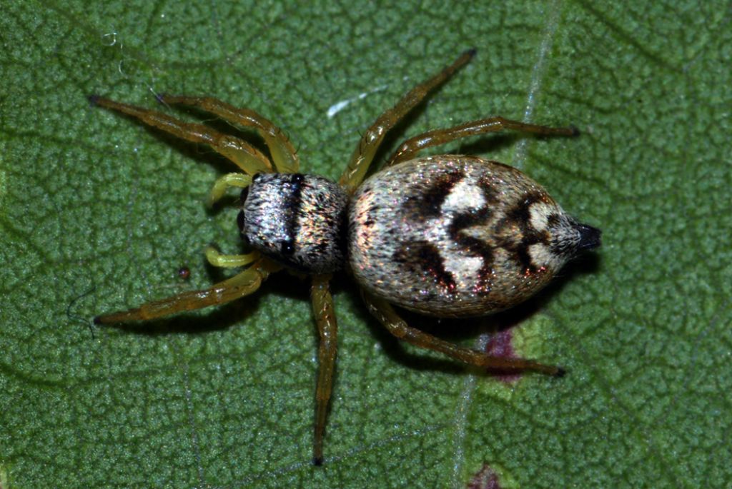 Heliophanus sp. - Valle dei Crati (CO)