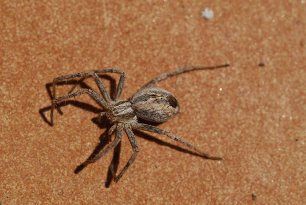 Thanatus sp. - Valle del Crati (CS)