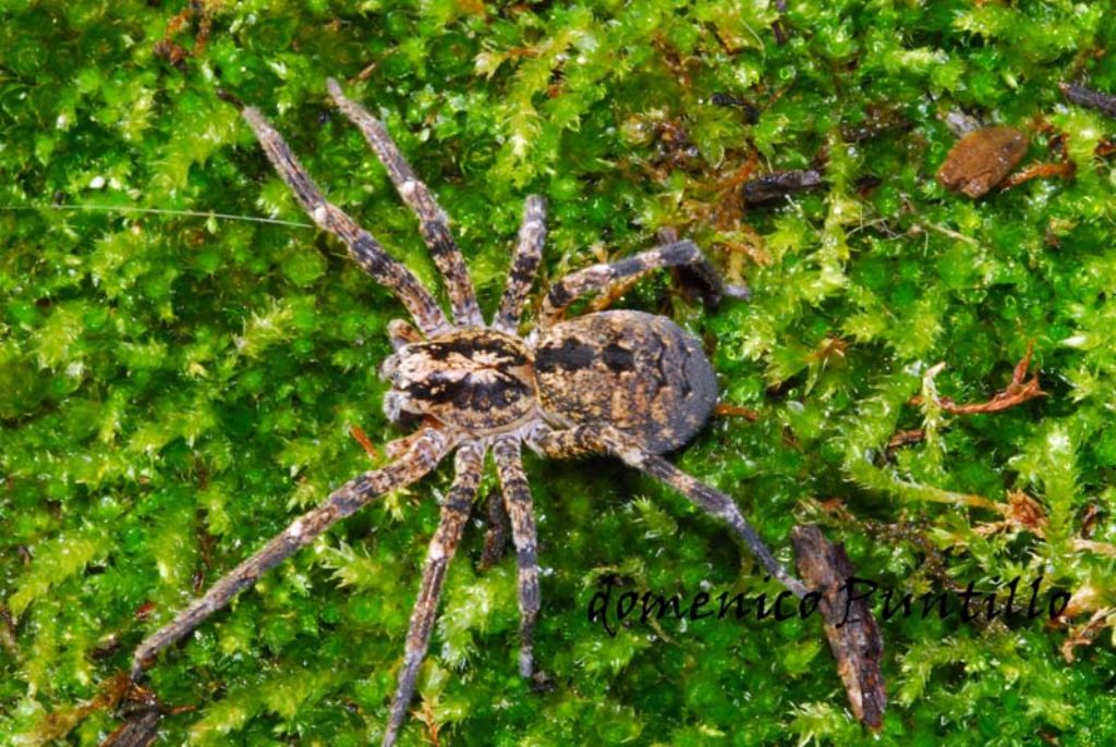 Zoropsidae:  Zoropsis cfr.spinimana - Valle del Crati (CS)