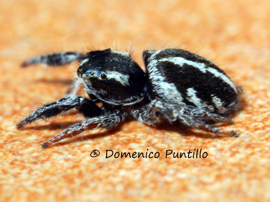 Salticidae:  Pellenes sp.  - Valle del Crati (CS)