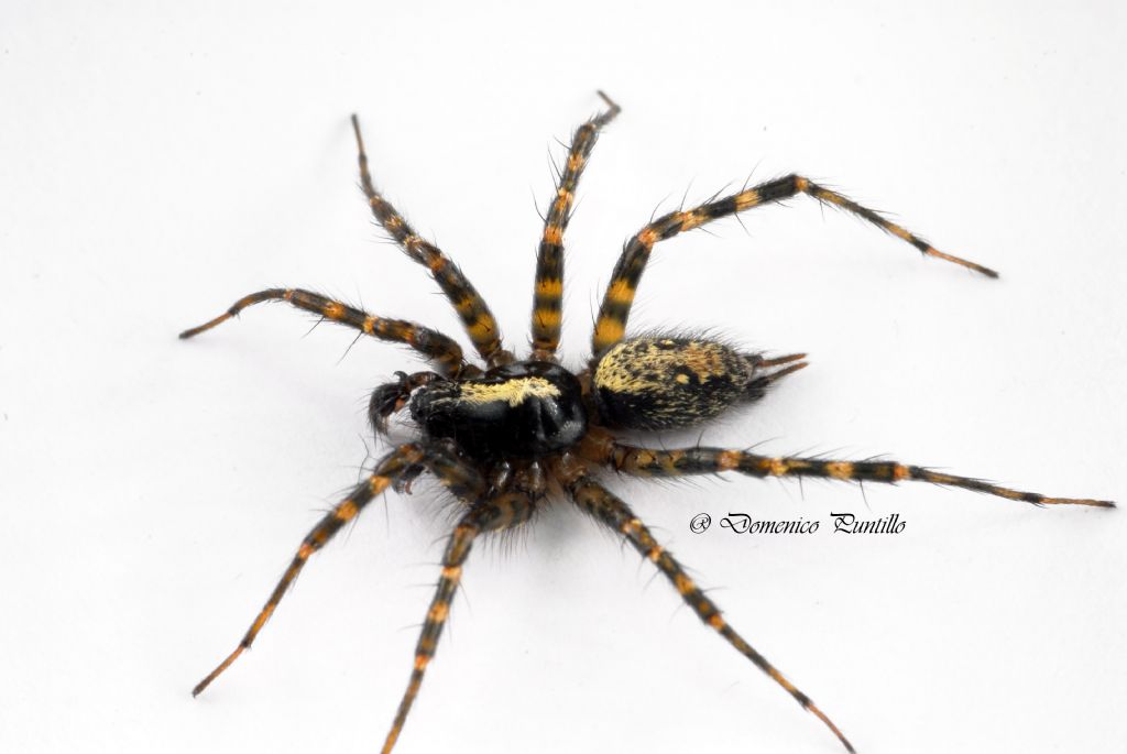 Agelenidae: Tetrix cfr. denticulata  - Catena Costiera (CS)
