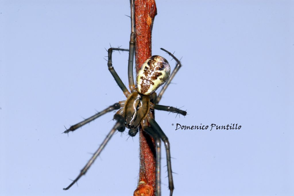 Linyphia sp. (L. triangularis e L. tenuipalpis)   - Valle del Crati (CS)